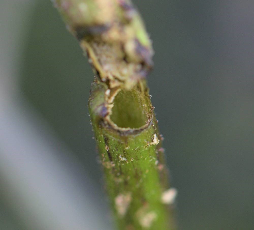 Elderberry borer stem hole